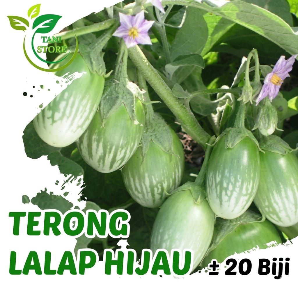 ±20 Biji benih terong lalap hijau_bibit terong lalap