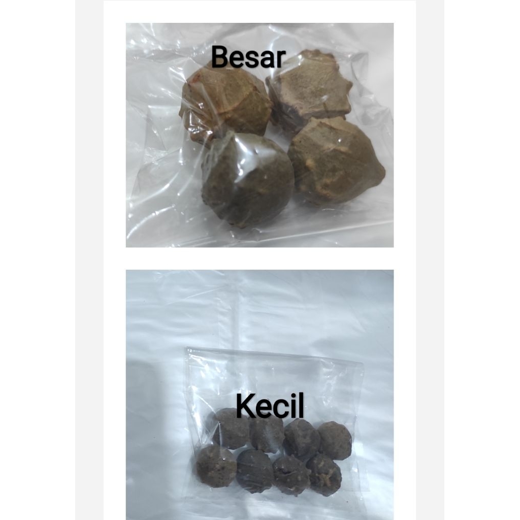 Buah Manjakani