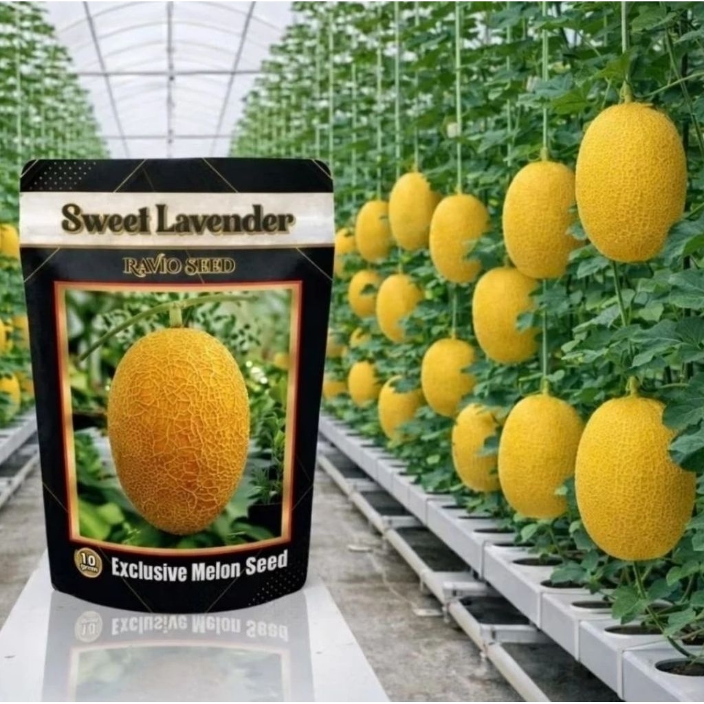 PROMO Benih Melon Sweet Lavender
