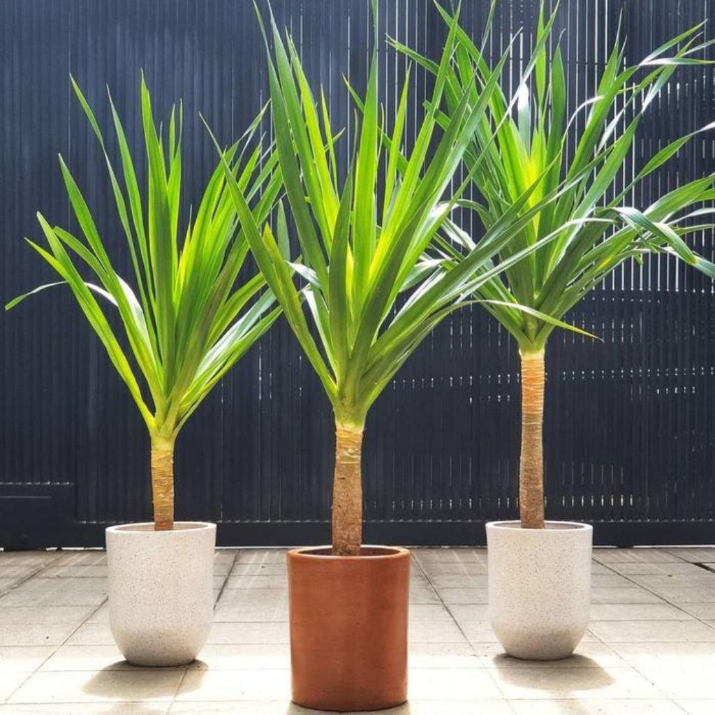 tanaman hias indoor pandan bali pohon pandan bali tinggi pohon 70cm