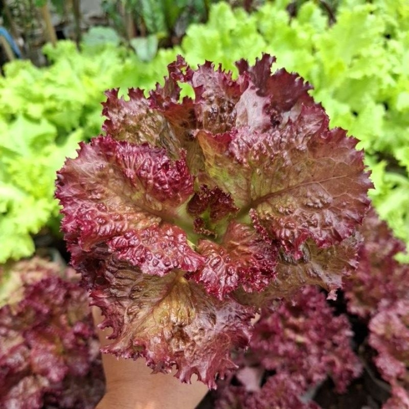 bibit selada merah