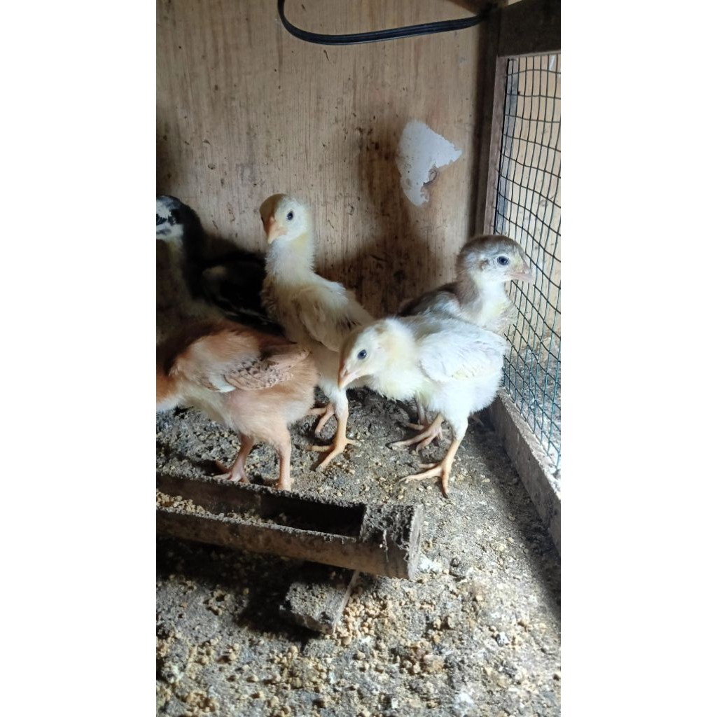 Ayam bangkok ekor lidi