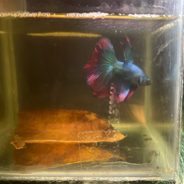 cupang halfmoon