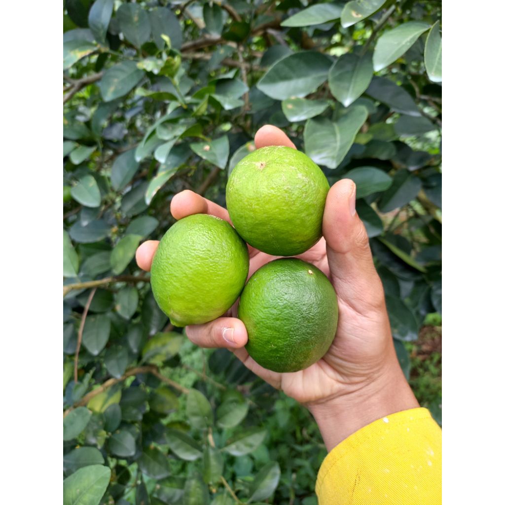 Buah Jeruk Nipis Fresh kemasan 1kg