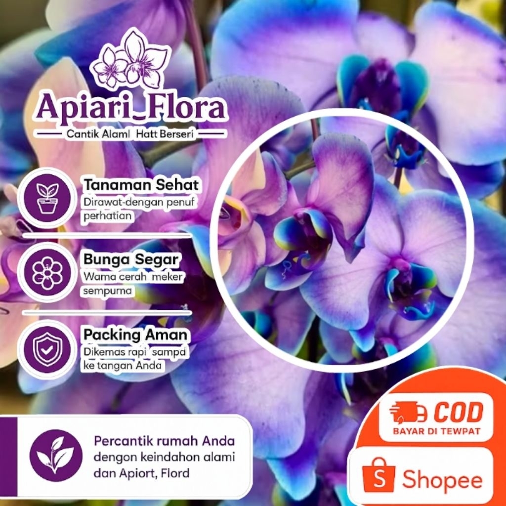 Anggrek dendrobium bunga besar dewasa