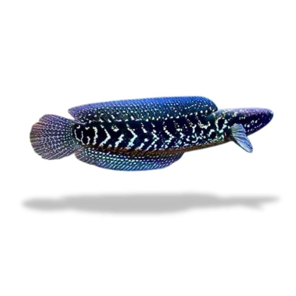 Ikan Gabus Chana Asiatica Gondrong WS 4-7cm Qualitas Terbaik - Lincah, Sehat, Siap untuk Aquarium