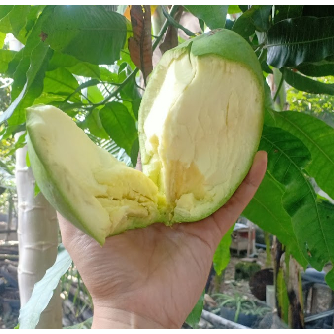 MANGGA  GADUNG  HARUM MANIS  MUDA MENDEKATI TUA  1kg