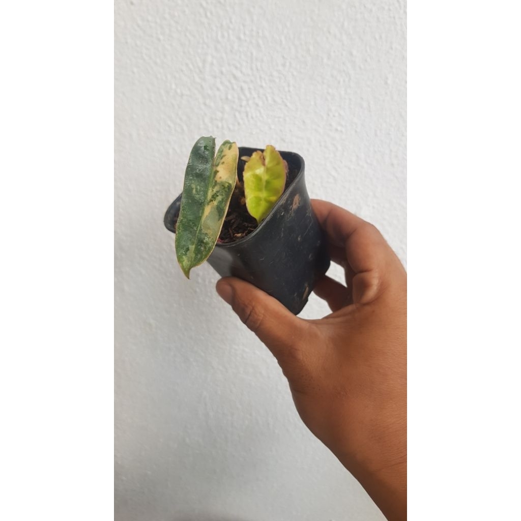 philodendron billietiae variegated