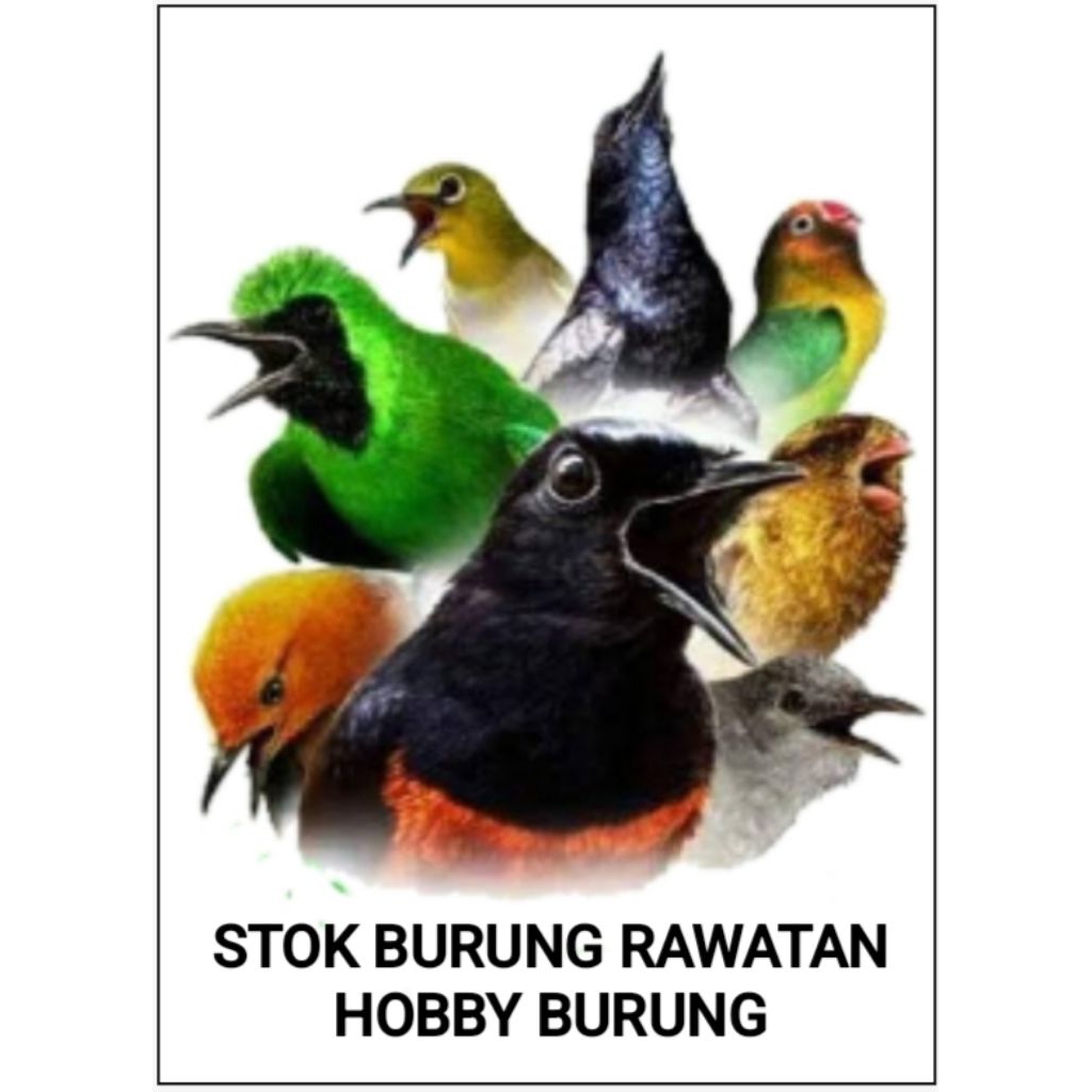 koleksi hobby burung rawatan bukan bahan gacor teman ngopi kenari cucak ijo jenggot murai kacer jala