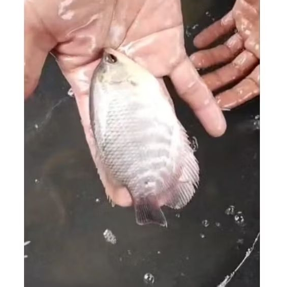 bibit ikan gurame 3 jari/super full