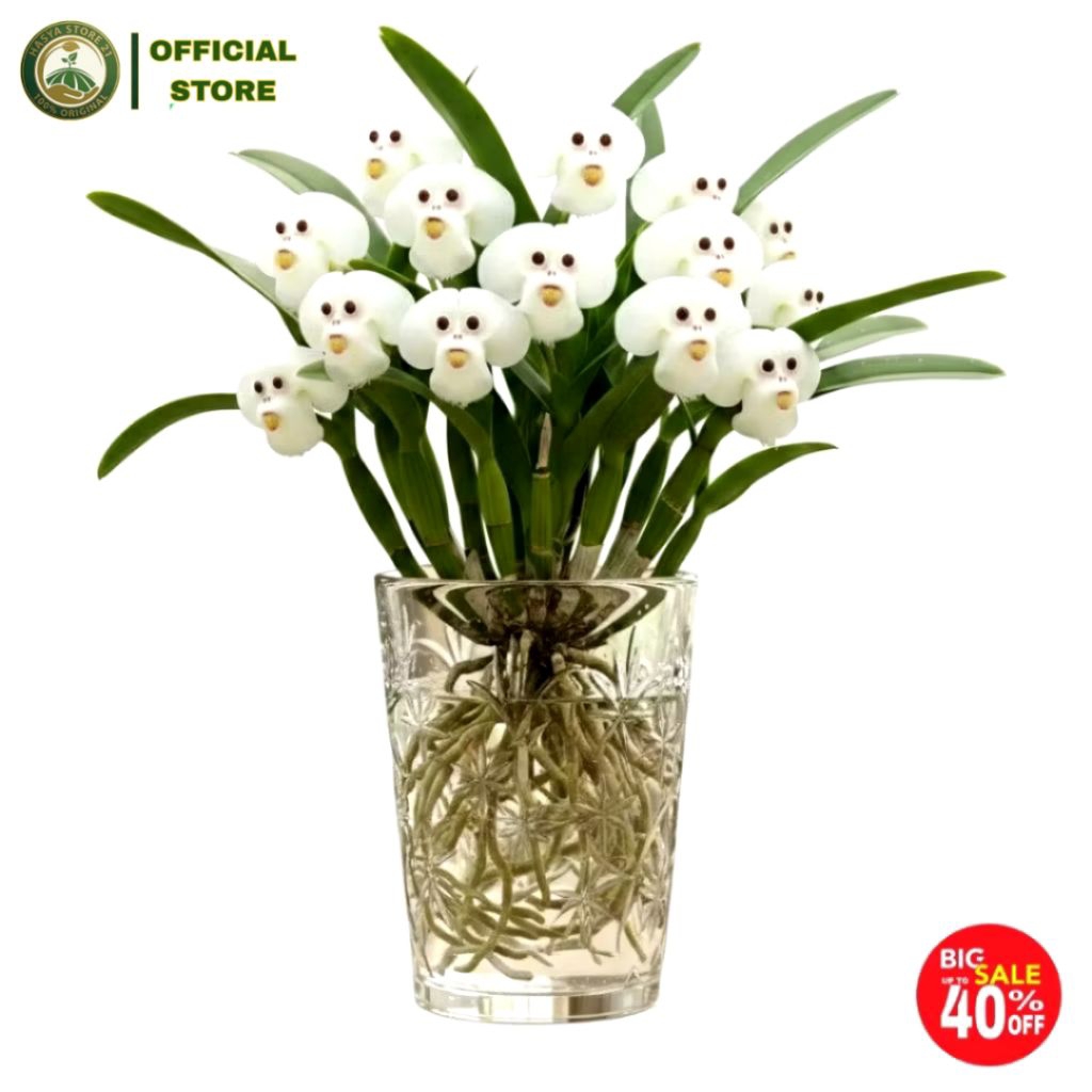 promo murah anggrek dendrobium dracula simia atau anggrek monyet