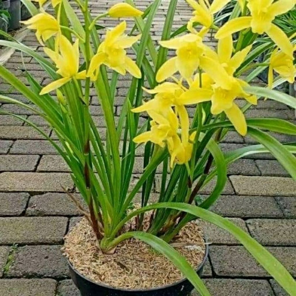 anggrek tanah kuning