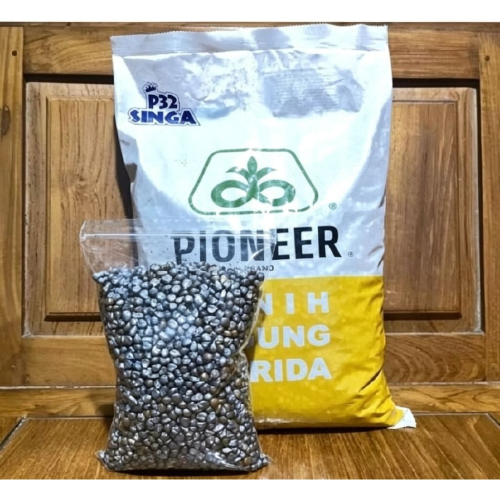 Benih jagung hibrida pioner p32 singa kemasan repack 1kg original