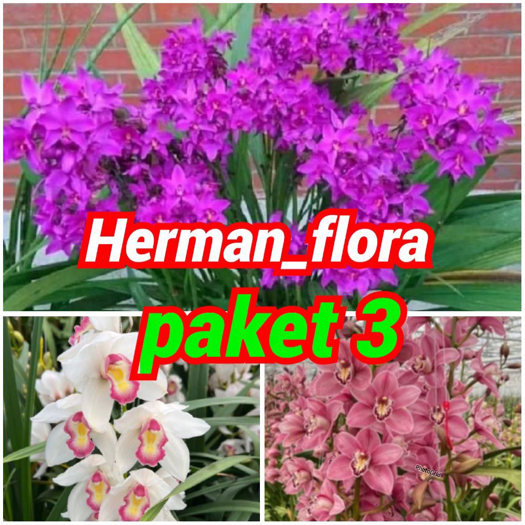 paket 3 anggrek tanah. paket 3 pohon anggrek tanah. anggrek bunga