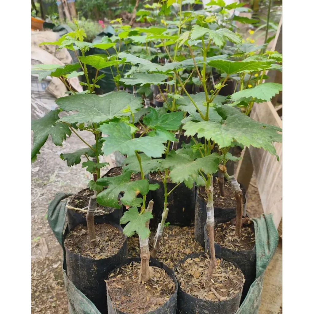 Bibit Anggur Import Jupiter / Tanpa Biji/ Siap buah/ tinggi 40cm