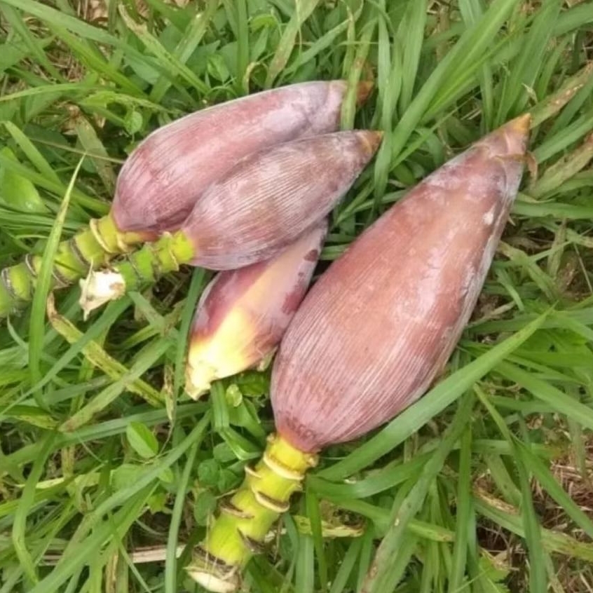Jantung pisang mas jantung pisang emas segar 1 kg-az