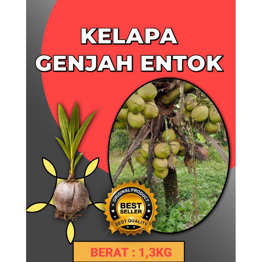 DICARI-CARI  Bibit Kelapa Pendek Entok Jumbo