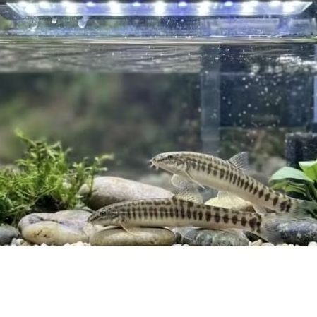 Nemacheilus fasciatus atau uceng pakan predator