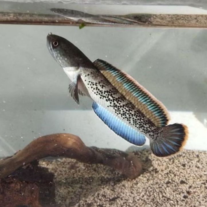 Stewartii Sudah makan Pelet size 3-5cm isi 3+pelet