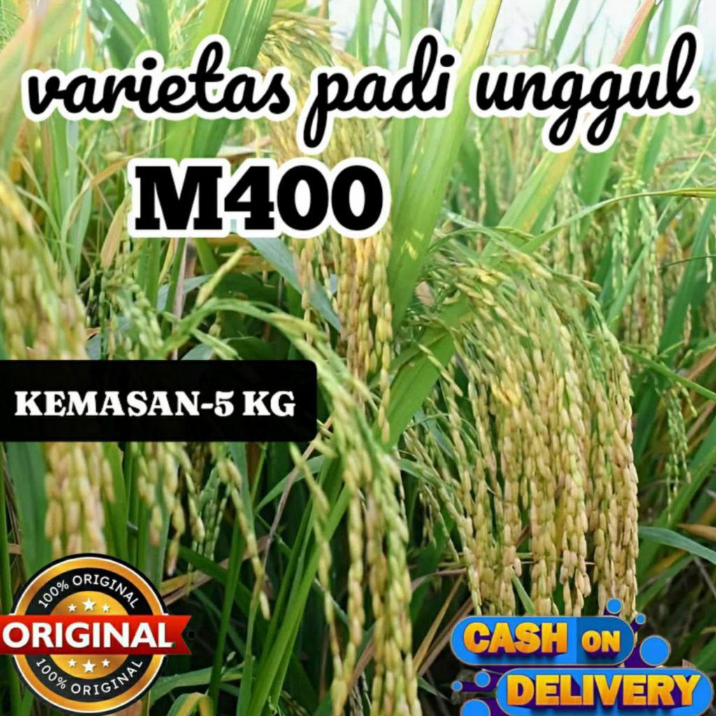 (5kg) benih padi M 400 kualitas unggul tahan rebah
