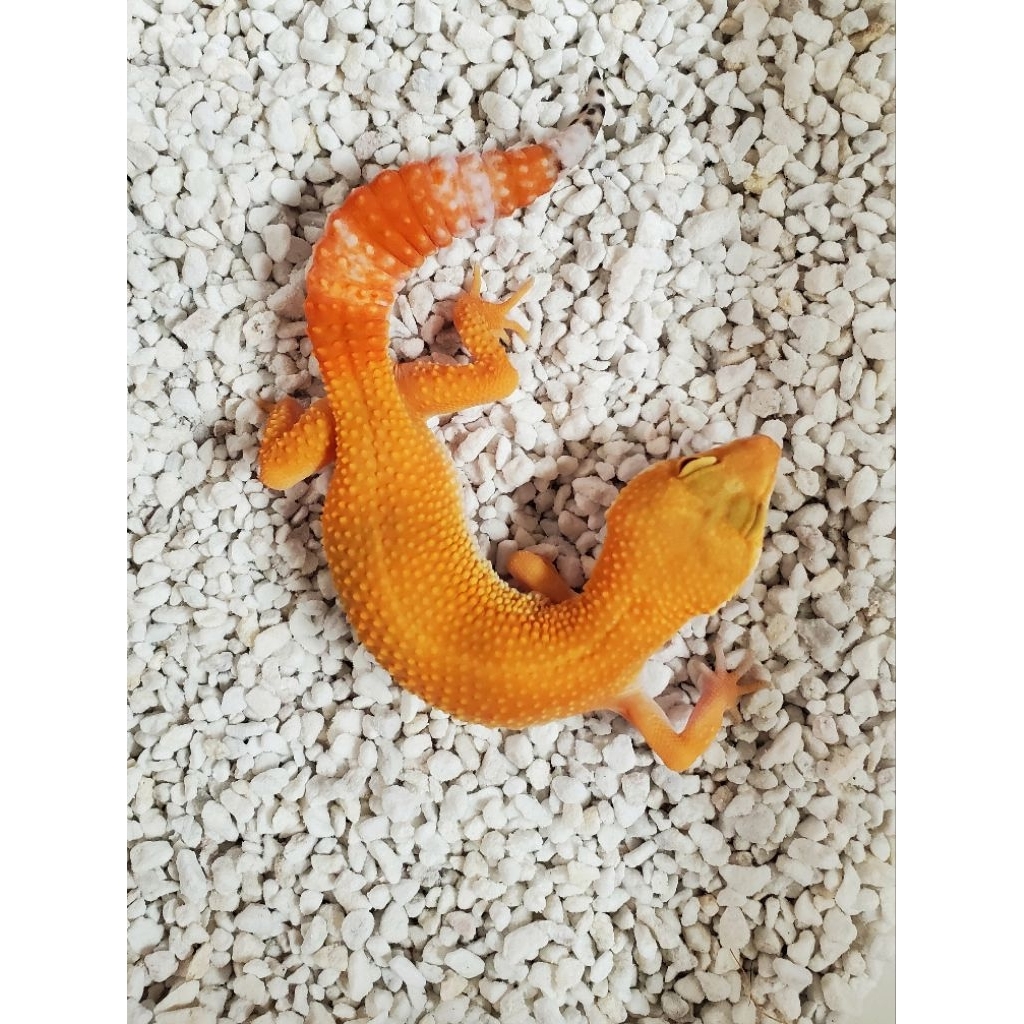 Mainan Gecko DCG SESUAI FOTO SUNGLOW line GIANT 2