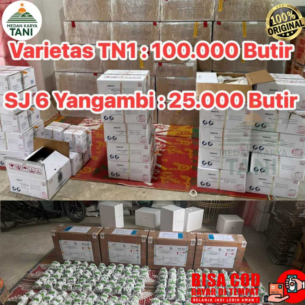 Bibit Kecambah Kelapa Sawit Unggul Isi 250 Butir Bersertifikat Resmi - PPKS 540, Yangambi, Dumpy, Si