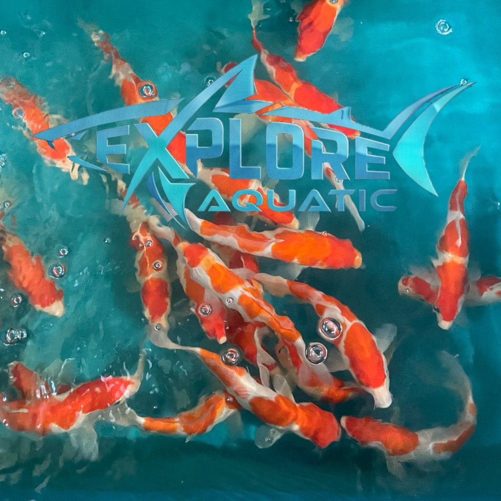 Koi Kohaku Blitar 25cm - Ikan Hias Kolam