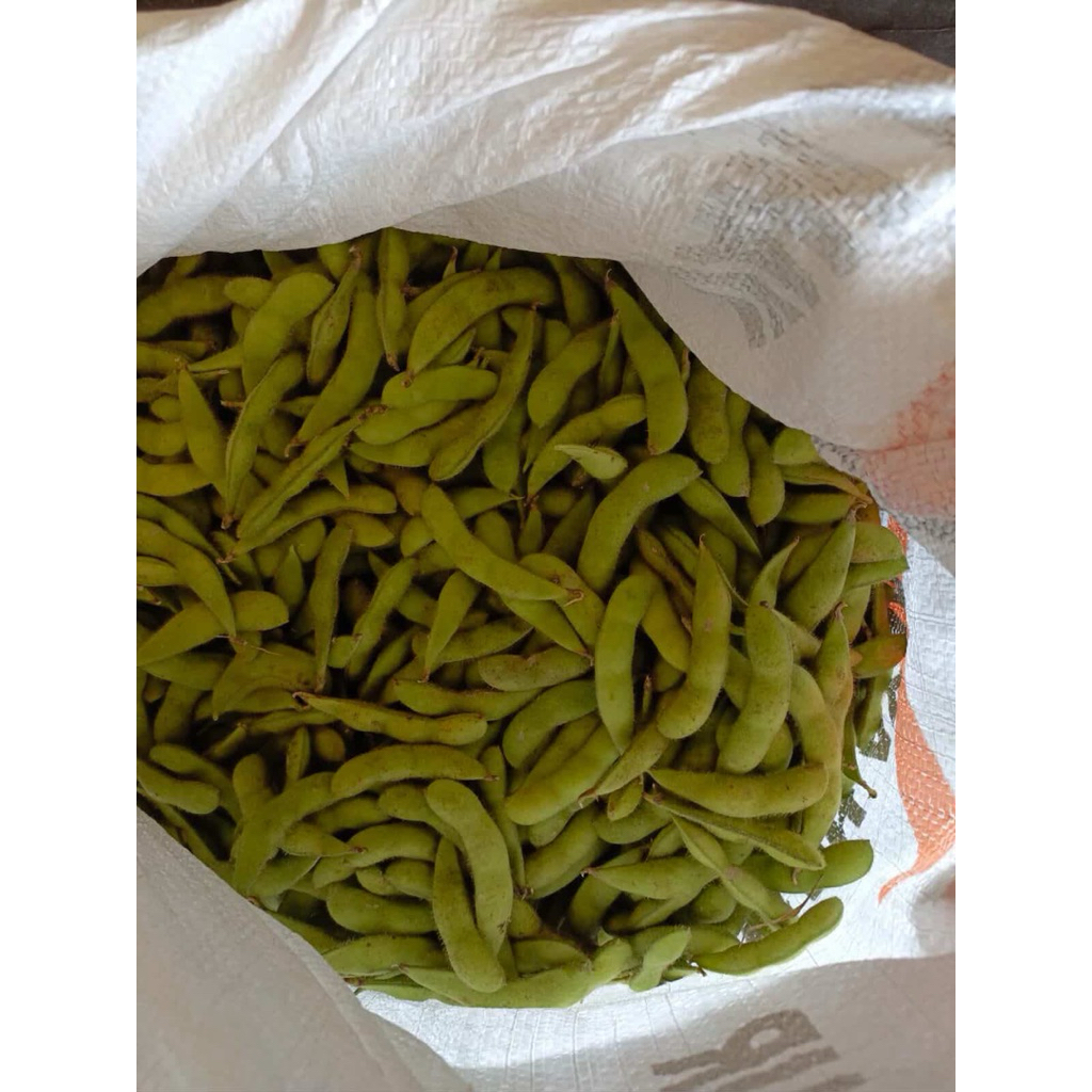 edamame fresh kacang edamame berkualitas super1kg