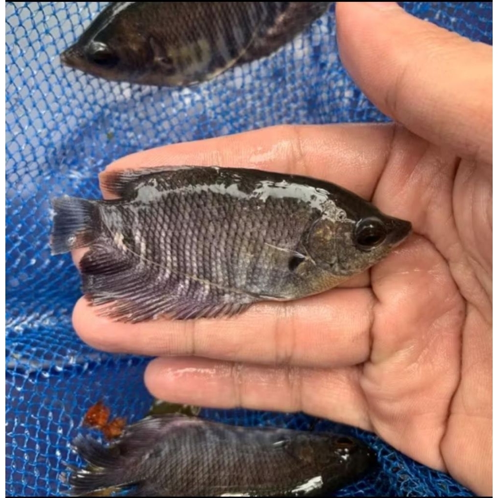 Bibit Ikan Gurame Soang - Gurame Soang