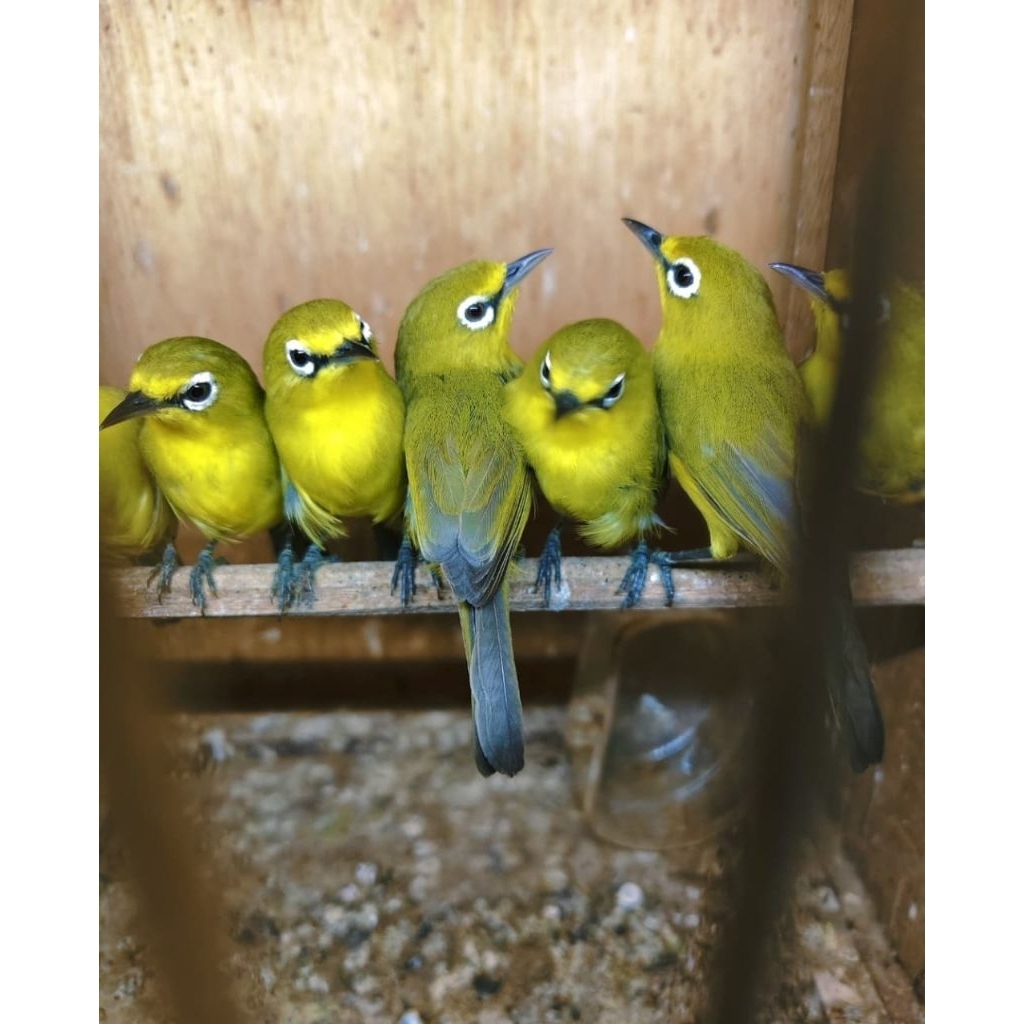 pleci dakun Bali/kacial pilihan jantan