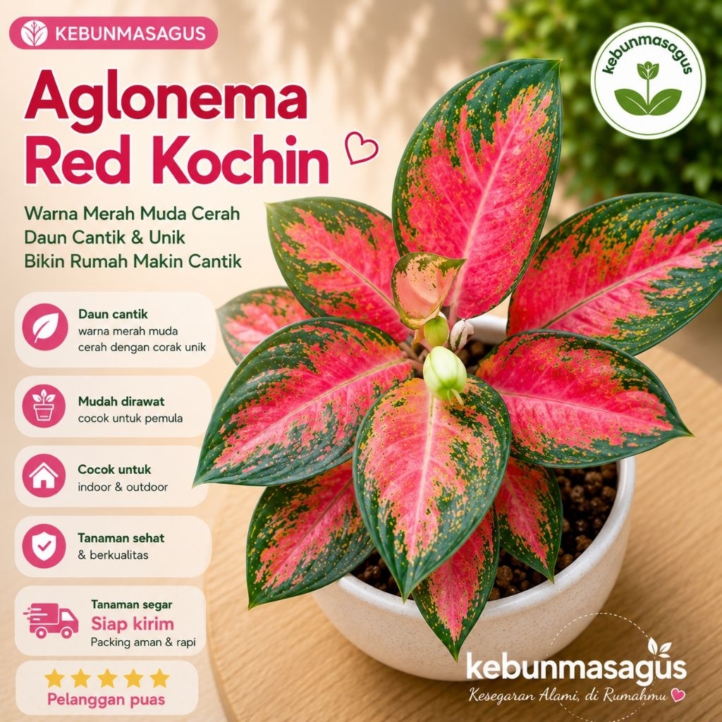 Tanaman Hias Aglonema Red Kochin Dewasa - Aglo Red Kochin Dewasa - Aglonema Red Kochin - Aglonema