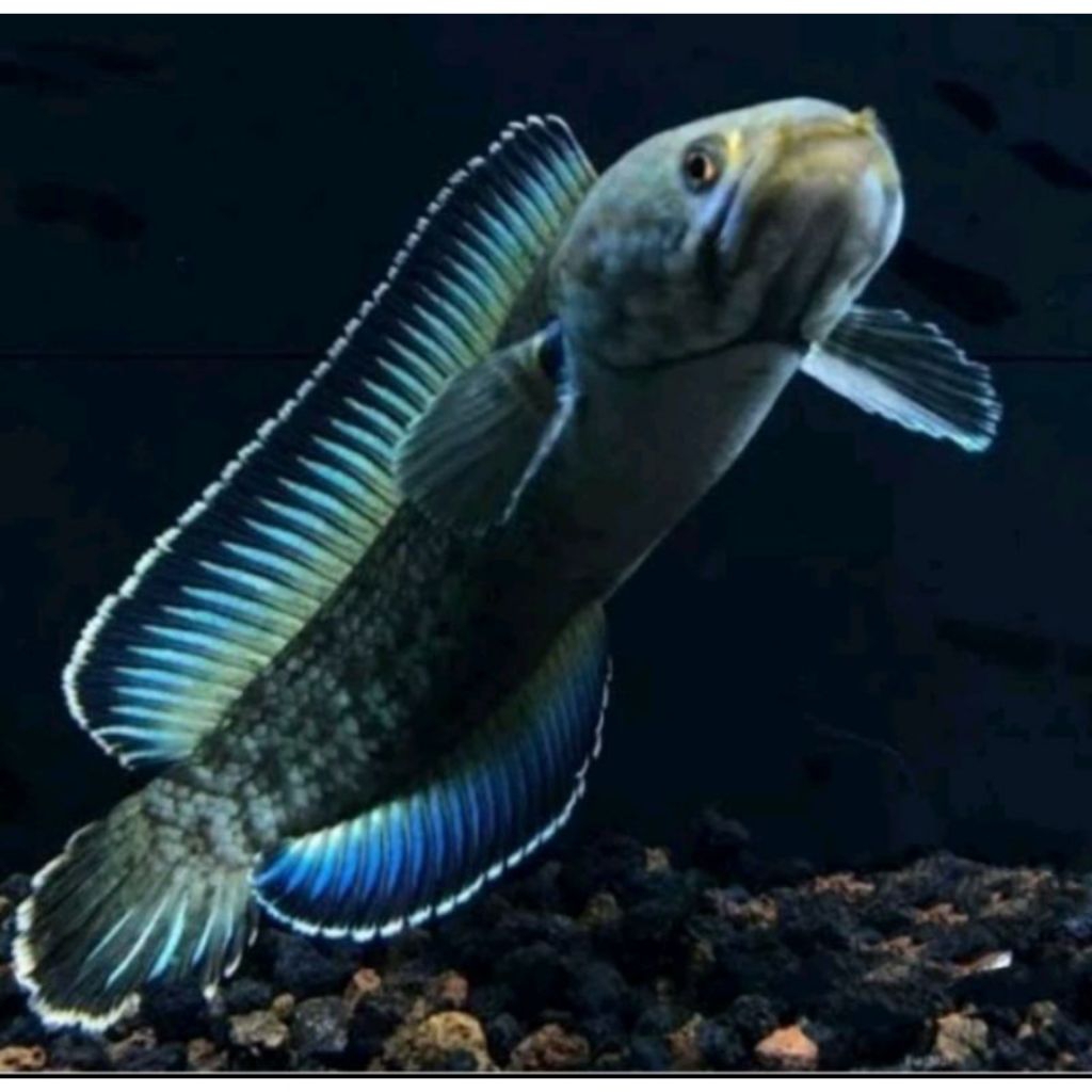 beby ikan chana ANDARAO OMBYOK bahan progres sz3-5cm