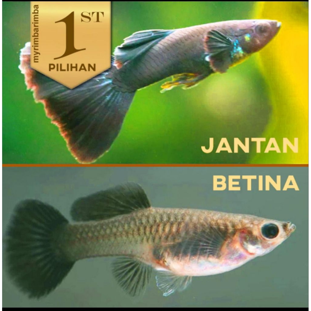 Guppy Black Moscow Betina Ikan Hias Aquascape Hiasan Aquarium Tanaman