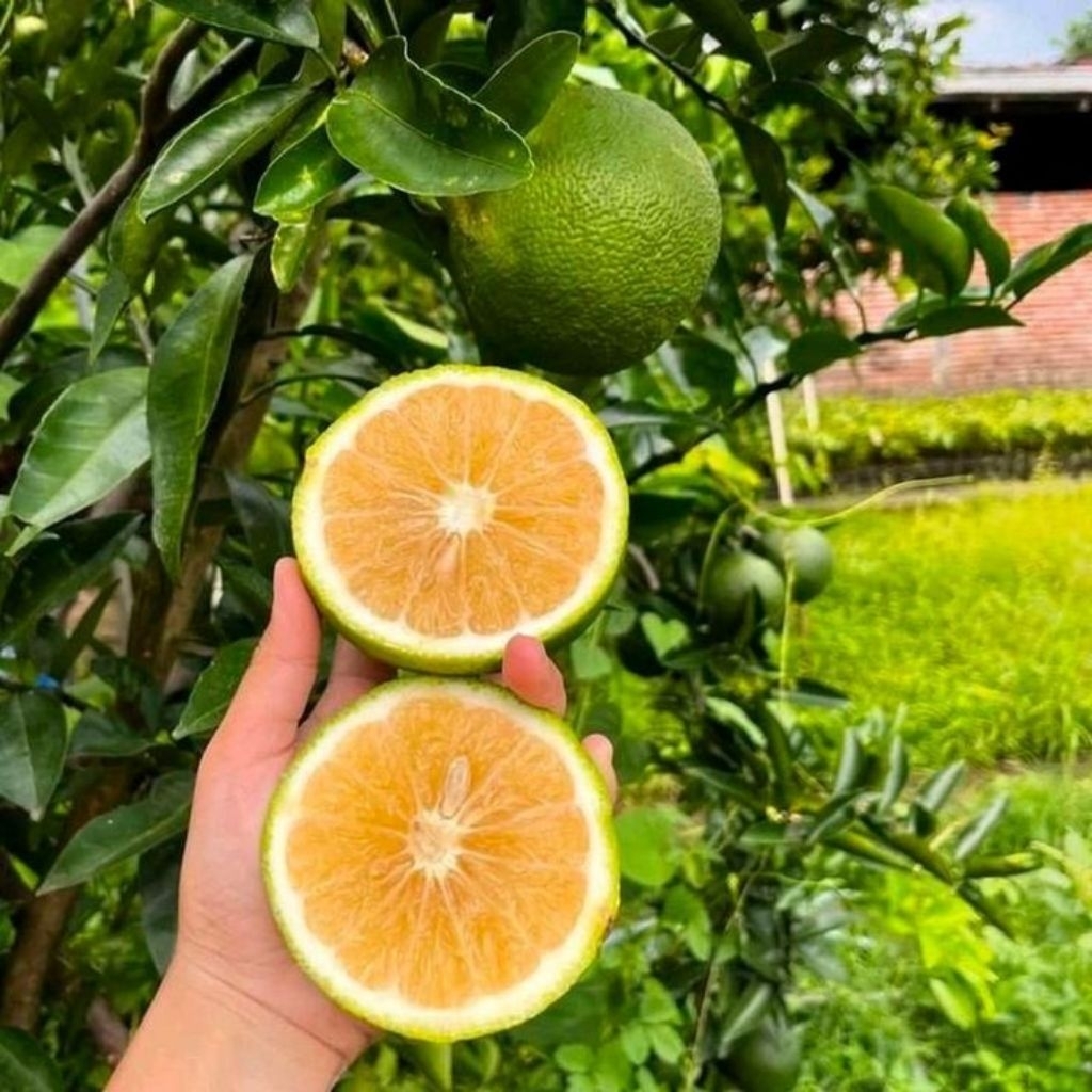 Bibit jeruk sunkist okulasi cepat berbuah