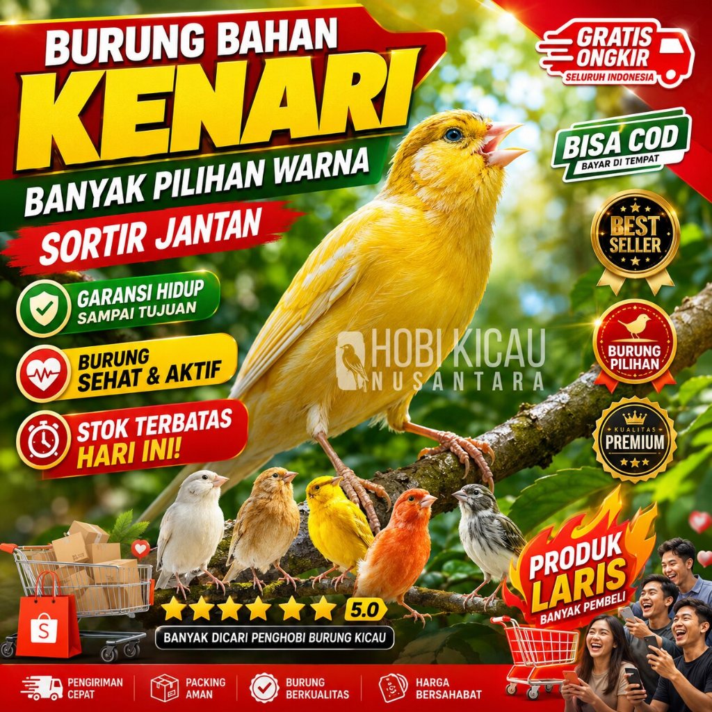 burung kenari bahan loper banyak pilihan warna dan riwikan jantan panda