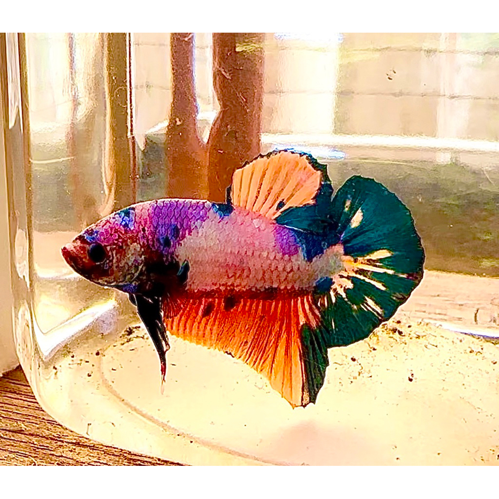 hiasan aquarium cupang GIANT MULTI BO 5-6cm