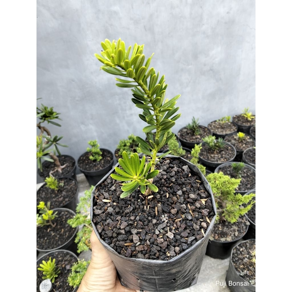 BIBIT BONSAI LOHANSUNG CINCUAN ORI 100 %