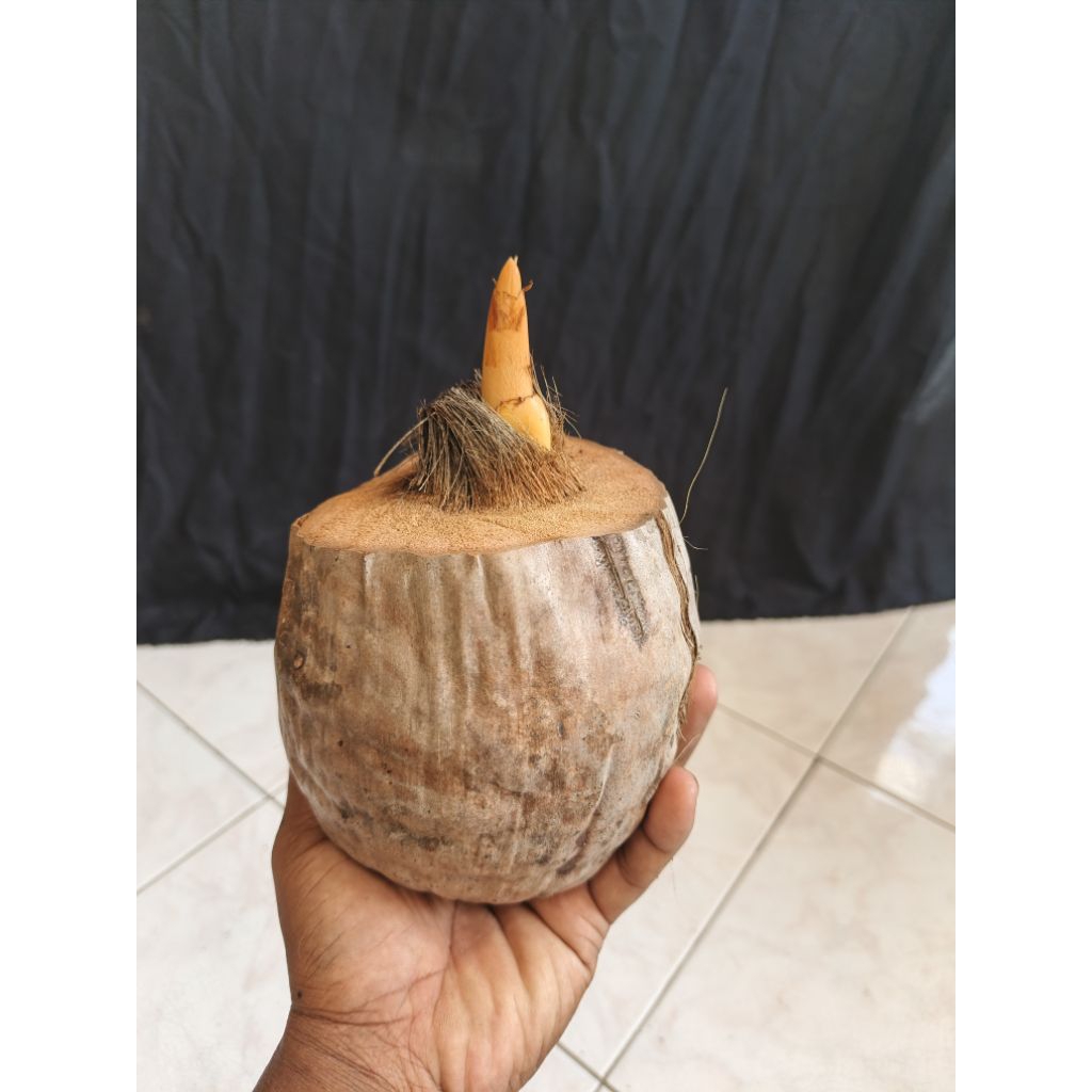 bibit kelapa genjah gading oren untuk hiasan/bonsai