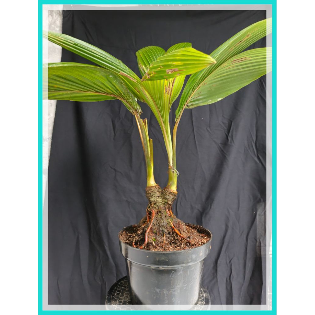 bahan bonsai kelapa ijo bercabang dua sesuai gambar