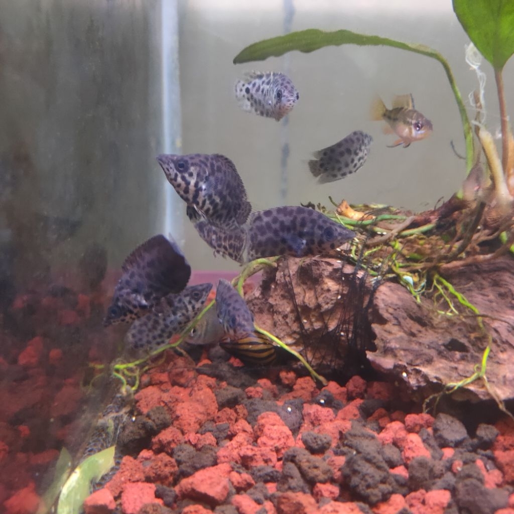 hiasan akurium ikan hias selopama/ikan daun ikan yang unik Dan langka (sepasang 2e) + packing sefty