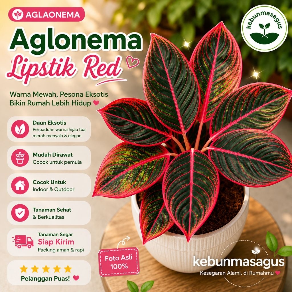Tanaman Hias Aglonema Lipstik Merah Dewasa - Aglo Lipstik Merah - Aglonema Red Lipstik - Aglonema