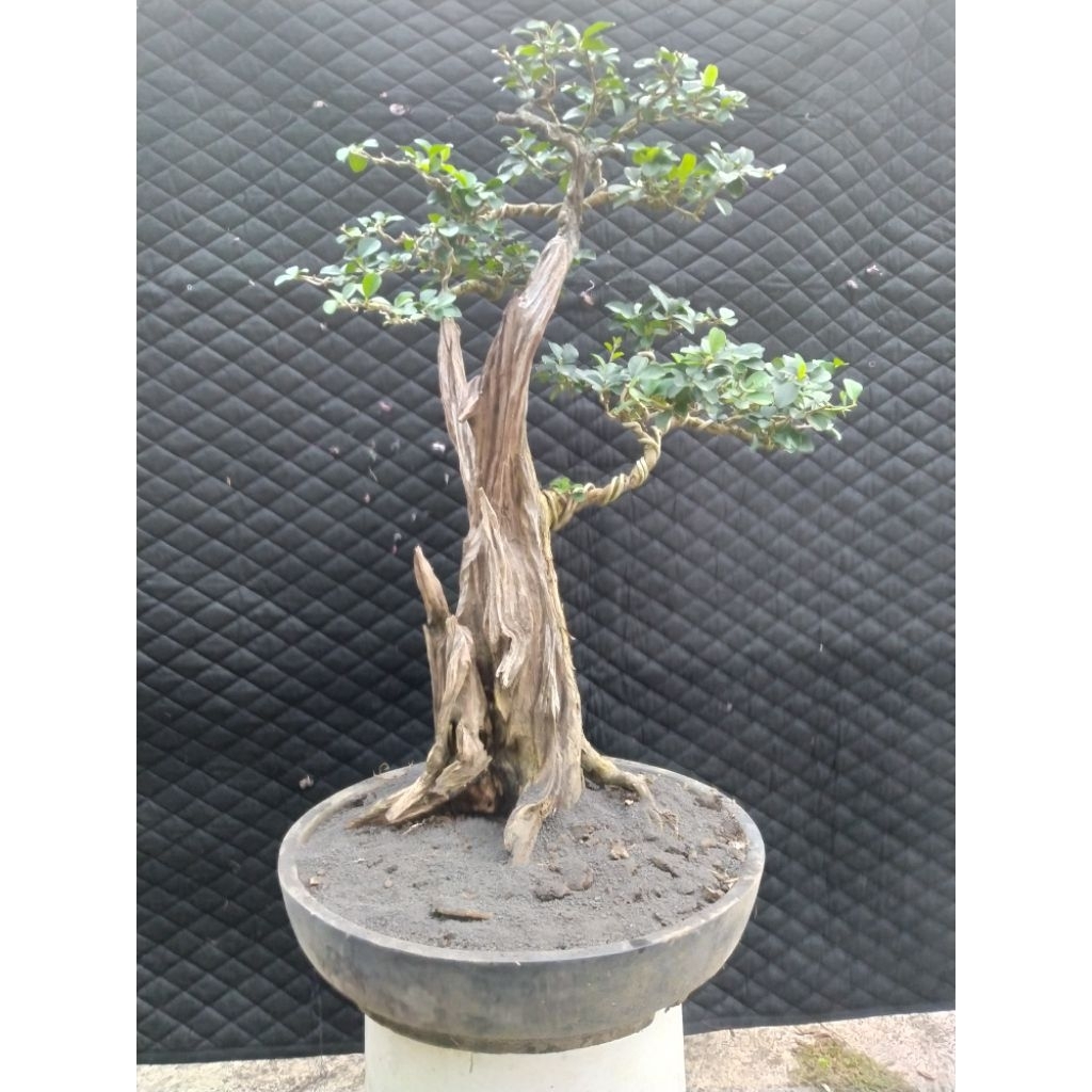 Bonsai Sisir atau Kaliage