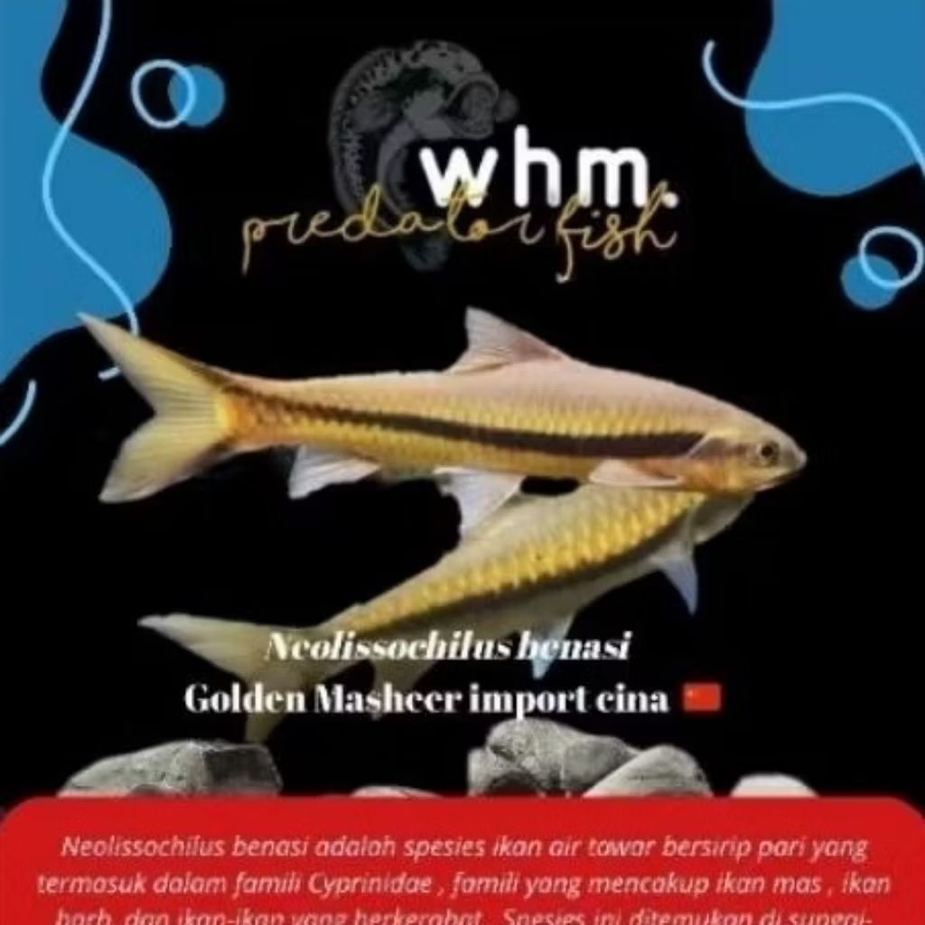 Neo Benasi Golden Masheer 12-15 cm import cina (stiker ikan)