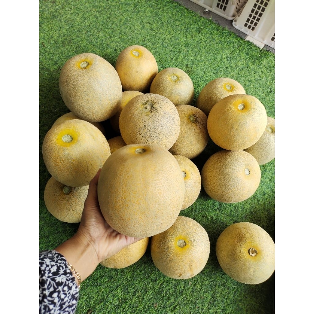Melon Pertiwi