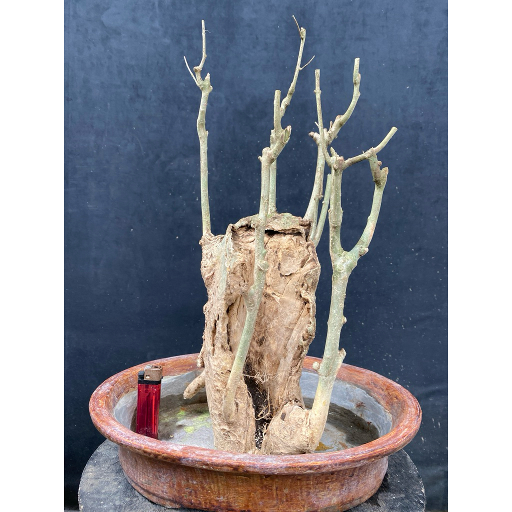 Bahan Bonsai Mentaos atau Bintaos