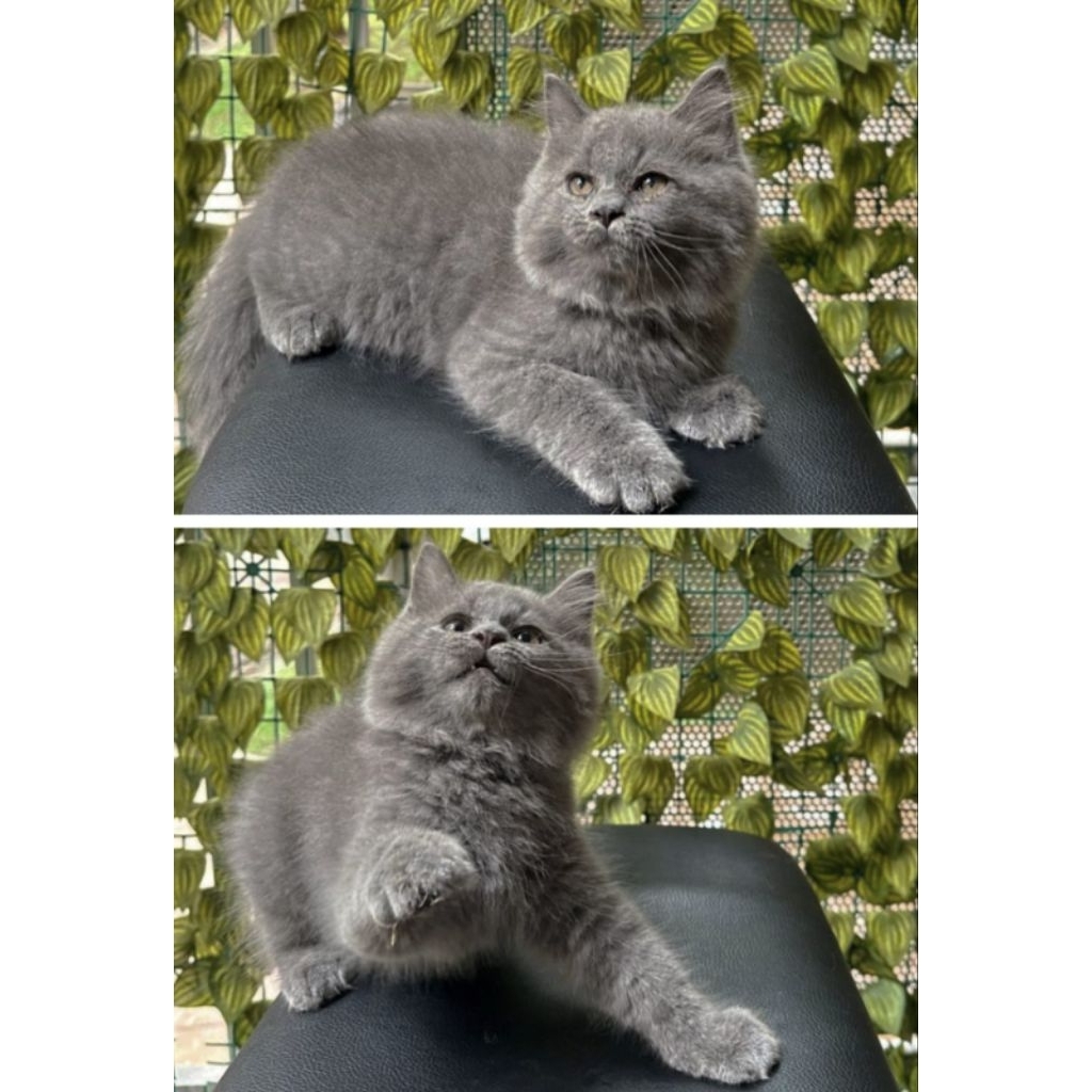 Kucing kitten British longhair Bluesolid Super gemoy