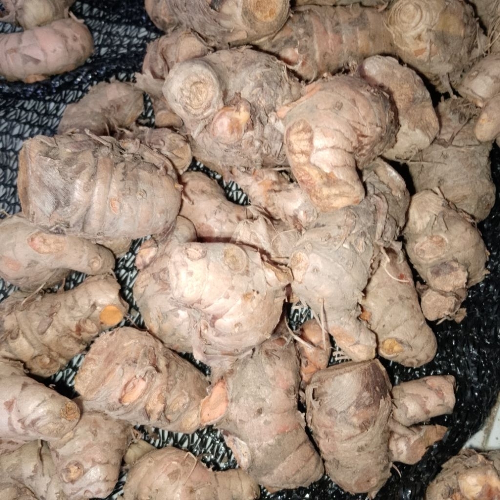 KUNYIT JAMU/ KUNYIT BIANG