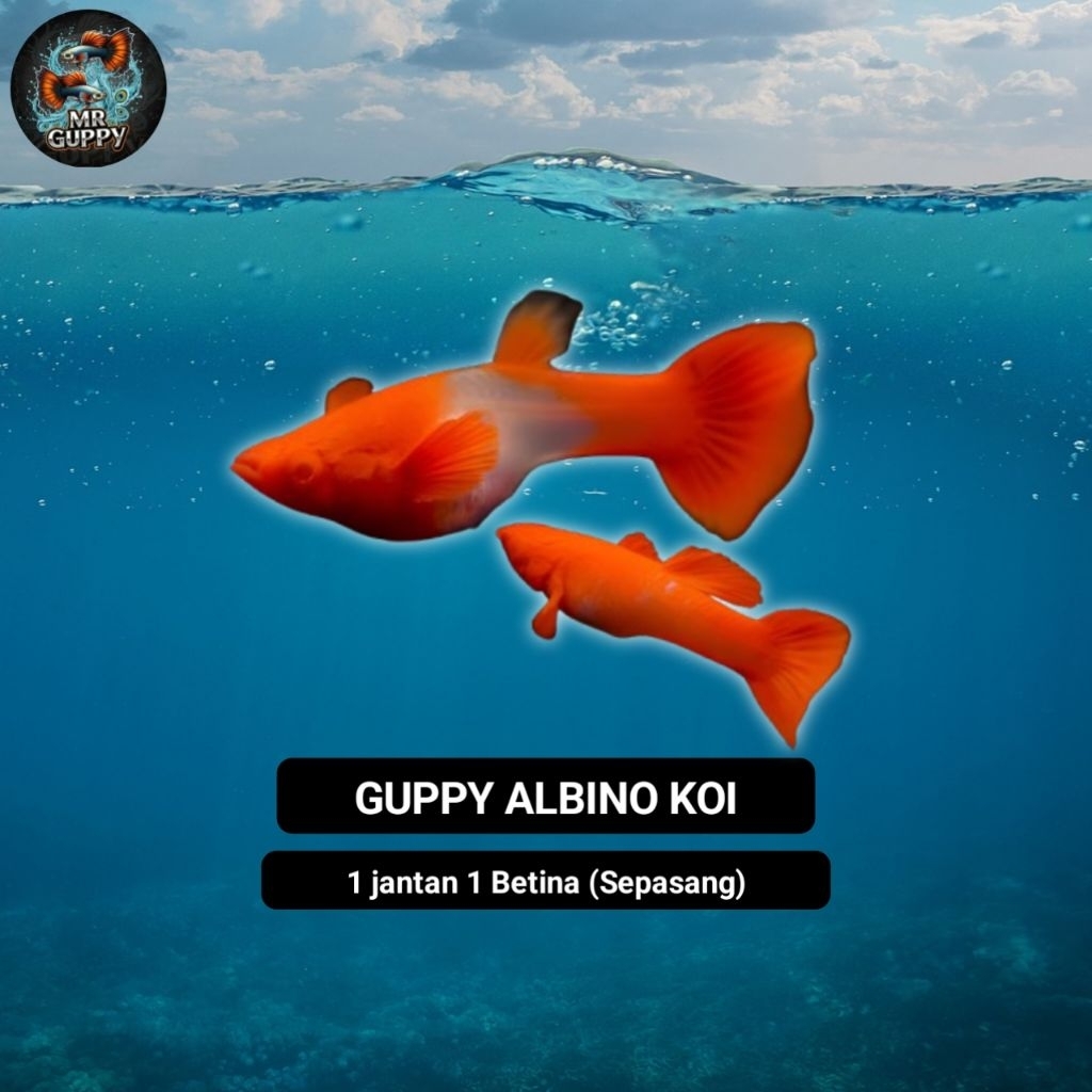 Ikan Guppy ALBINO KOI 1 pasang
