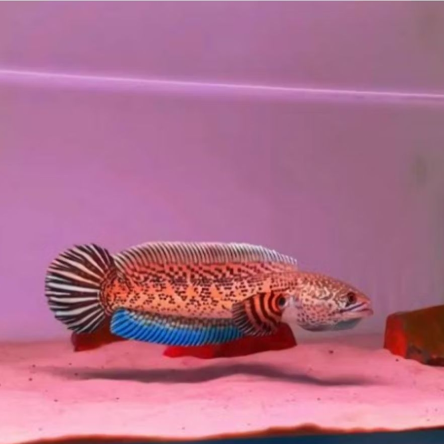 Auranti wc baby indukan gondrong size 3-4cm isi 2 ekor+bonus pelet