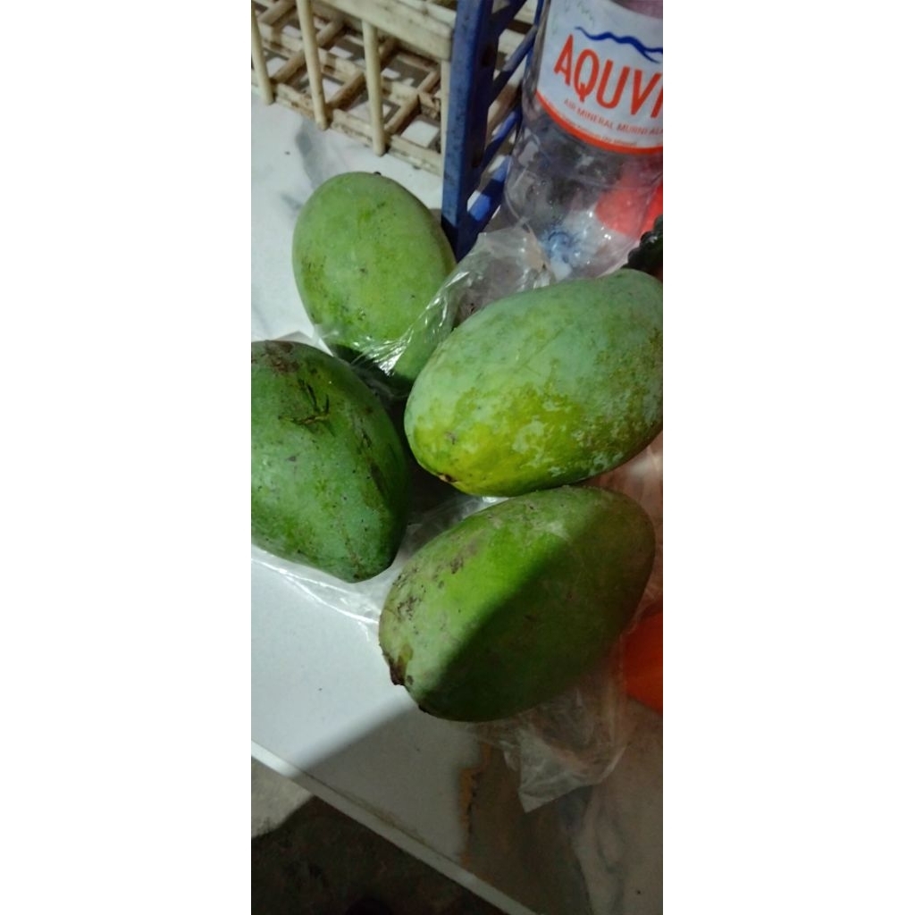 (Fresh) MANGGA Gadung Mangga eceran mangga masak pohon atau mangga mentah buat rujakan